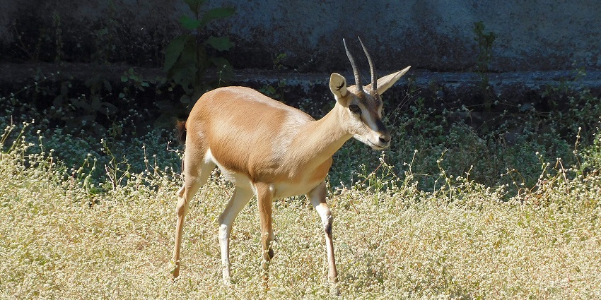 Indian gazelle in Sakkarbaug Zoological Garden in Junagadh with unique two horns.
