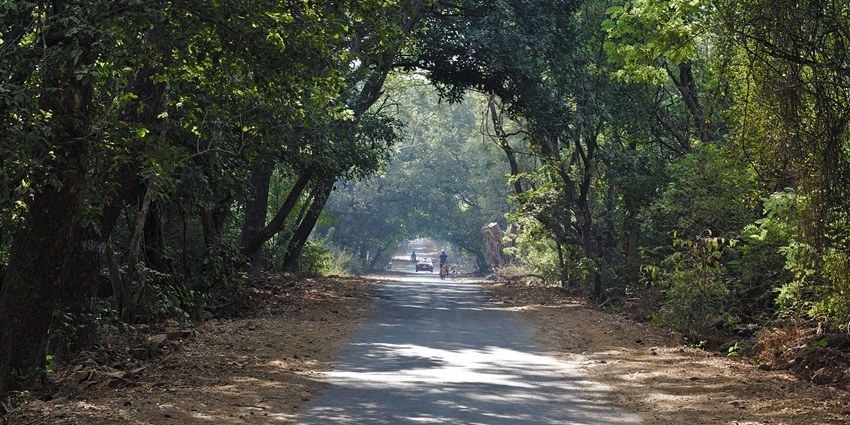 A scenic road winding through lush greenery in Sanjay Gandhi National Park.