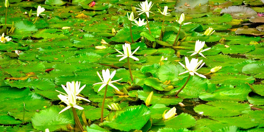 The water lilies blooming on the surface of green leaves in waters of the Saras Baug pond.