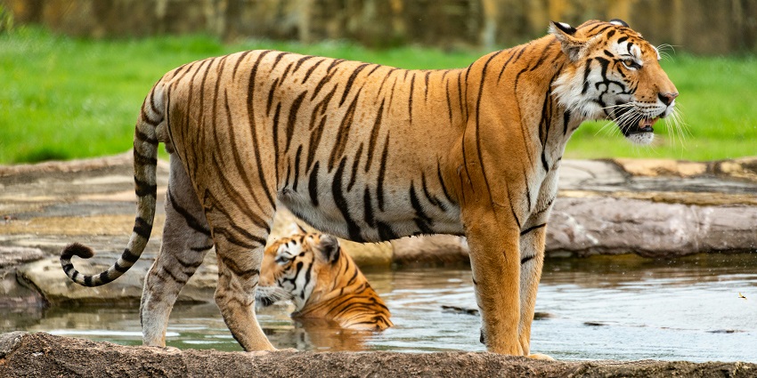 A tiger sitting next to the water at Sariska Tiger Reserve surrounded by dry forest terrain.