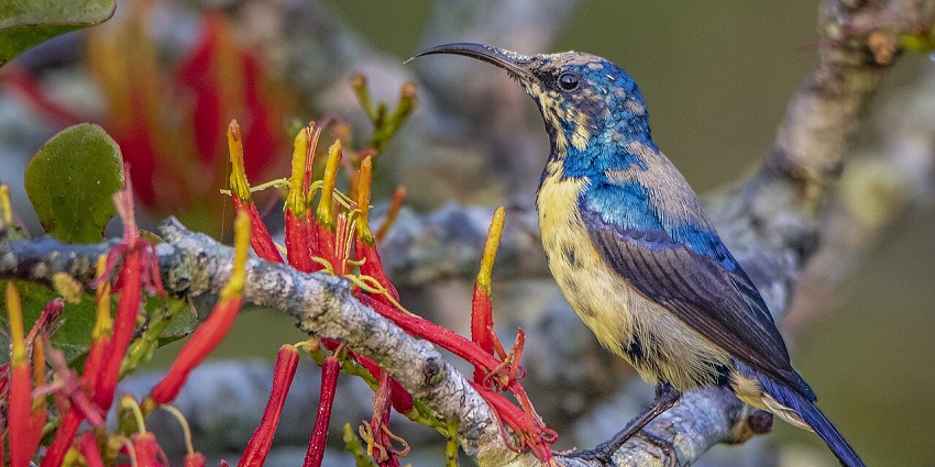 Purple Sunbird perched on a branch at Sarthana Nature Park, surrounded by natural greenery.