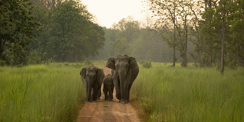 Elephants walking through Sathyamangalam Wildlife Sanctuary, one of the best places to visit near Kodiveri.