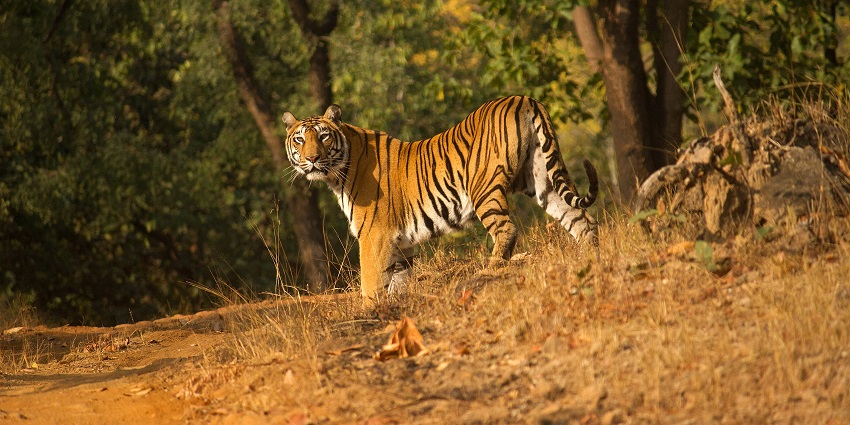 Tiger standing in Satpura National Park, one of the best places to visit near Bhopal in summer.