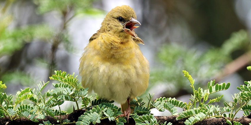 A close-up of a Southern Masked Weaver displaying its black face mask and red eye.