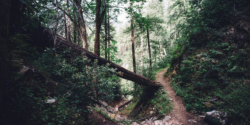 Narrow forest trail at Siddara Betta surrounded by dense trees and scattered boulders.