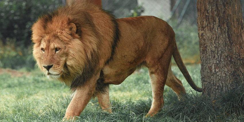 Lions resting in a natural habitat at Vasona Lion Safari.