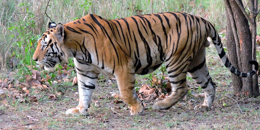 An adult Bengal Tiger walking on grass next to a tree in a thickly forested area.

