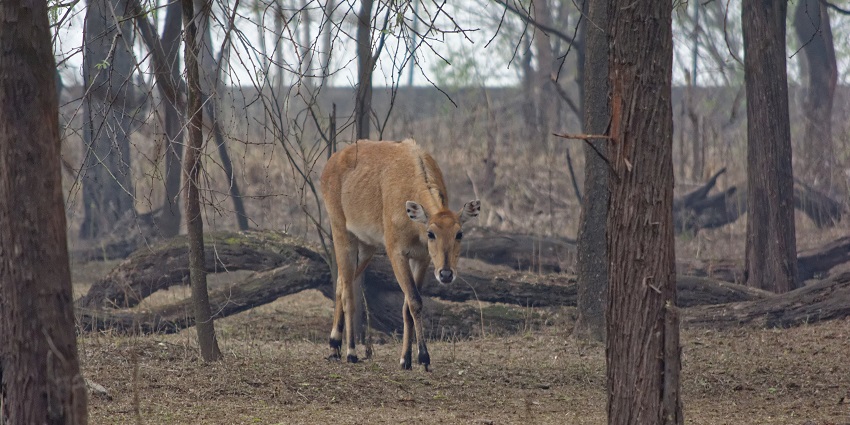 Nilgai grazing at Sultanpur National Park, Haryana with dry trees visible, one of the best places to visit near CP.