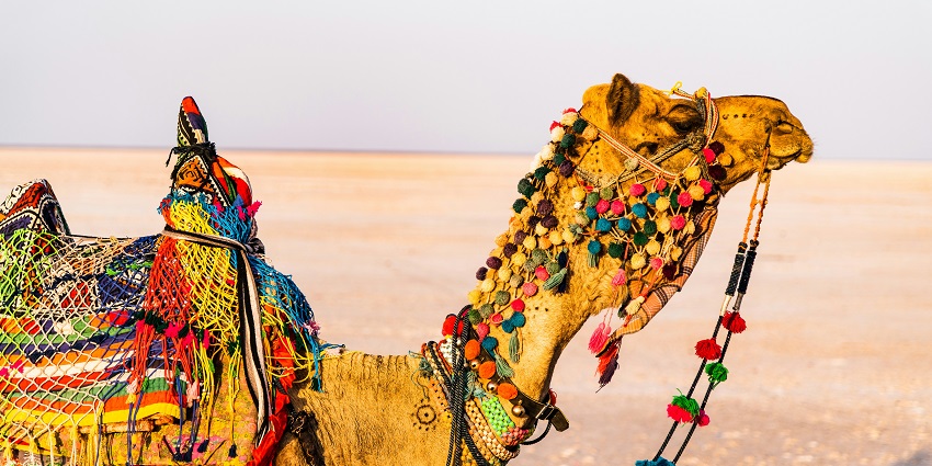 Camel resting in the summer heat at Rann of Kutch, what is the best time to visit Rann of Kutch.
