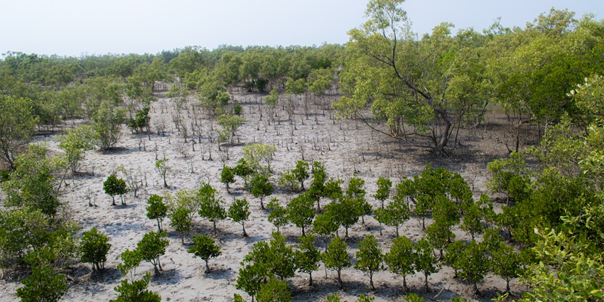 Mangrove forest with greenish shrubs growing in muddy soil under a clear blue sky