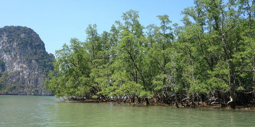 Dense mangrove forest of Sundarbans National Park, one of the places to visit near IIM Calcutta.
