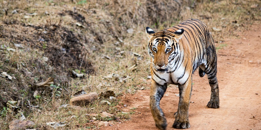 A tiger walking along a dirt path in Sundarbans National Park, surrounded by greenery.