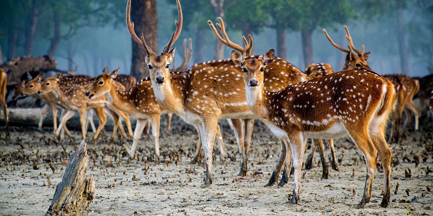 Group of deer at Sundarbans, one of the best places to visit near Kolkata for 2 days.