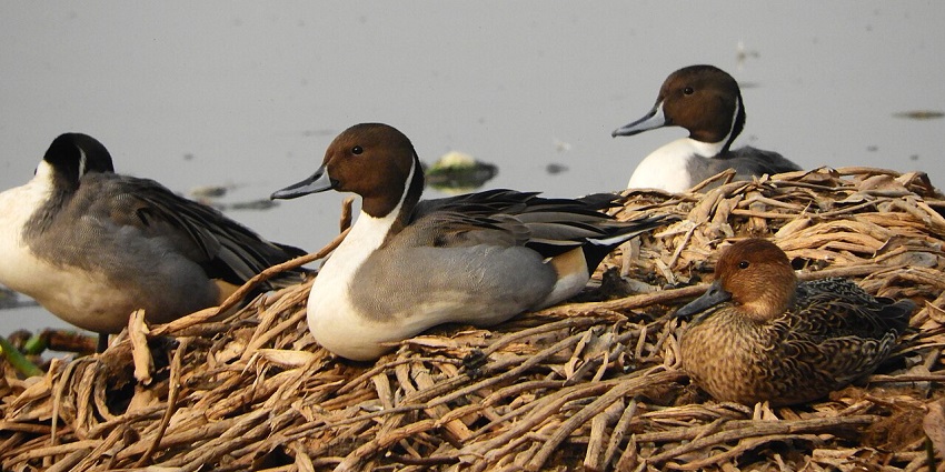 Northern pintail birds in Surajpur wetlands with unique brown, grey and white feathers.
