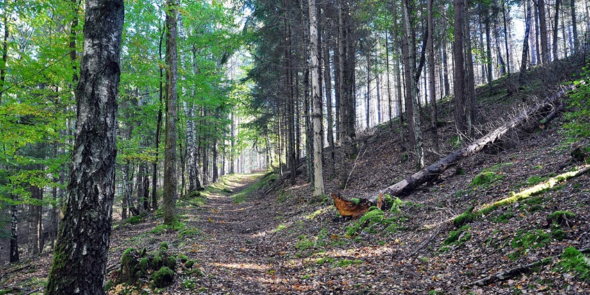 Narrow dirt trail through forest with dry leaves scattered, one of the scenic places to visit near Bishnupur West Bengal.