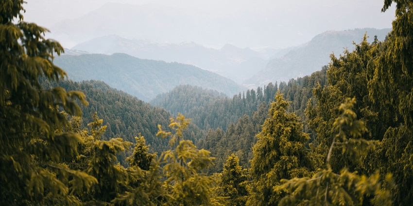 Taloja Hill Forest, a serene escape among places to visit near Panvel for one day picnic.