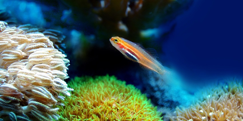 Colorful coral reef display inside Taraporevala Aquarium in Mumbai.
