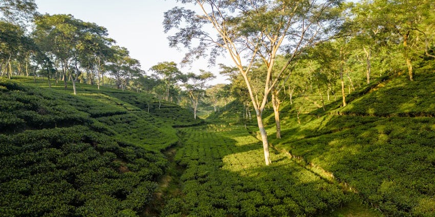 Agnigarh Hill in Tezpur with scenic views and lush green surroundings.
