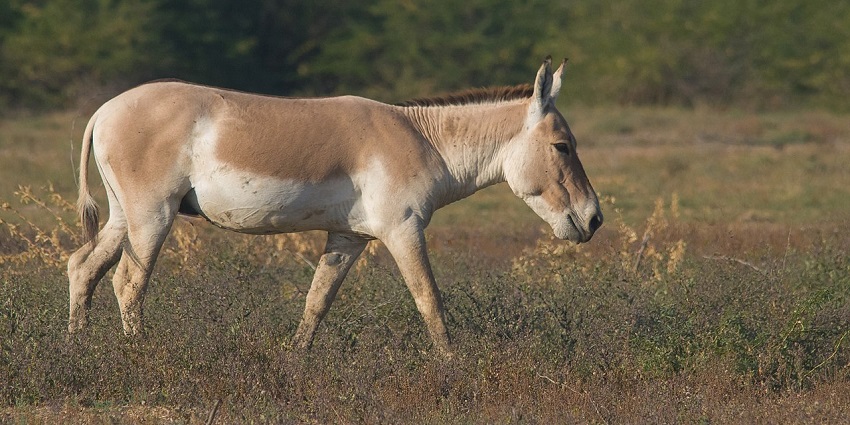 Indian Wild Ass in Rann of Kutch illustrating what is Rann of Kutch famous for.