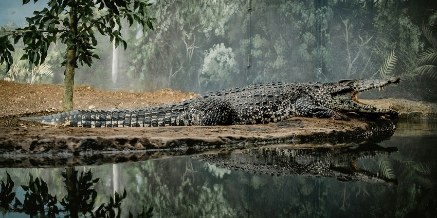 A crocodile lies with an open mouth beside water, reflecting nearby trees and greenery.