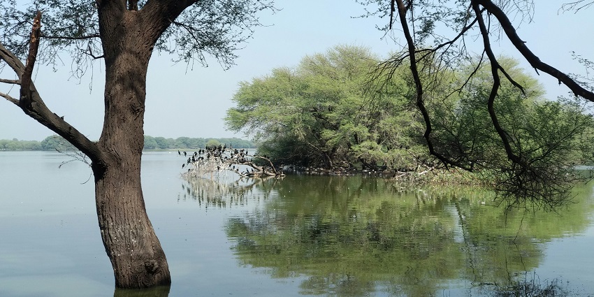 Flocks of birds near the water at Thol Lake, one of the top places to visit near Ahmedabad for 1 day.