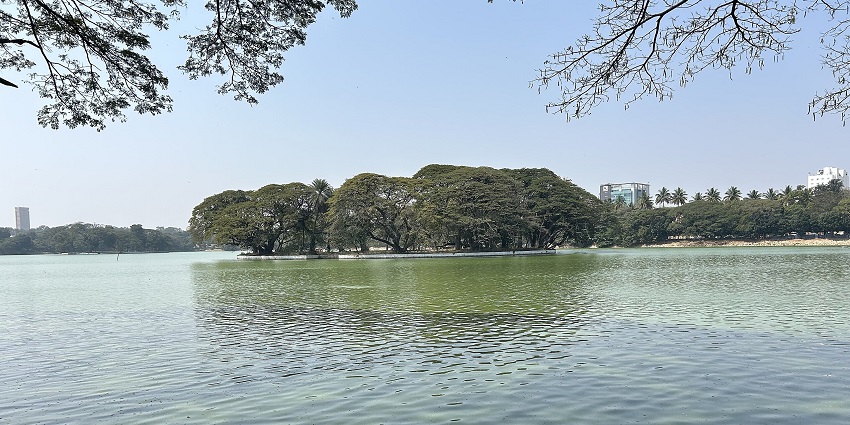 Large green water body of Ulsoor Lake with distant green palm trees and tall buildings.
