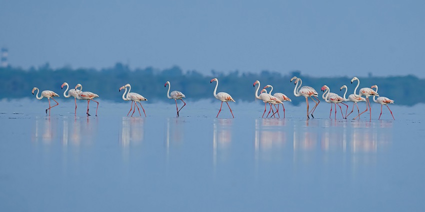 "Flamingo wading in shallow water at Vadanthangal Bird Sanctuary, one of the places to visit near Chennai in July.