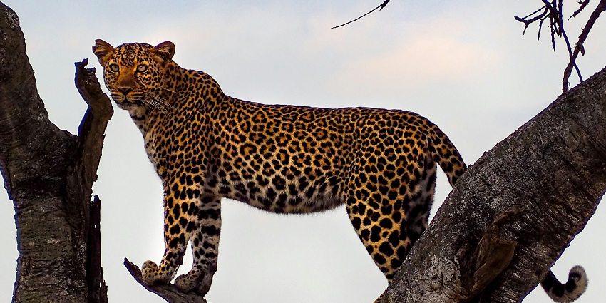 A leopard is standing on a tree branch at Vansda National Park, surrounded by lush green forest.