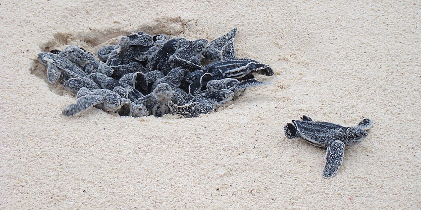 A group of baby sea turtles emerges from a sandy nest and crawls towards the ocean.
