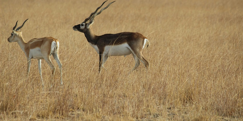 Antelopes grazing in Velavadar Blackbuck National Park, Gujarat, India.
