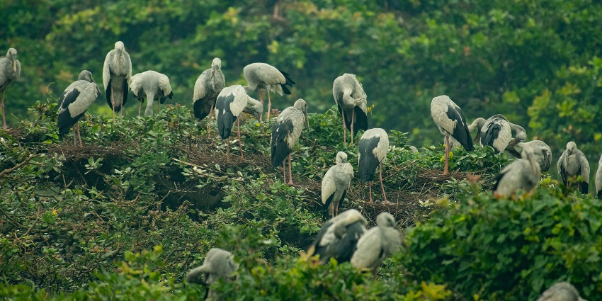 Flock of birds resting at Vellode Bird Sanctuary, one of the places to visit near Kodiveri.