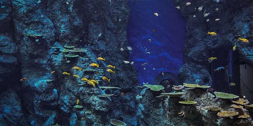 Vizhinjam marine aquarium interior with tanks displaying various colorful marine species.
