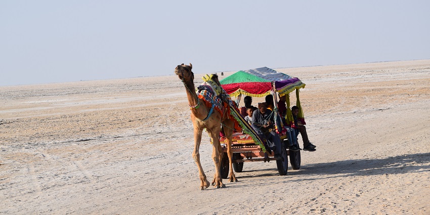 Camel carts decorated with colourful canopies carrying passengers during a cultural ride.