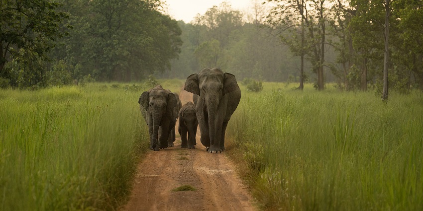 A herd of elephants walking at the Anamudi Shola National Park, one of the national parks in Kerala.

