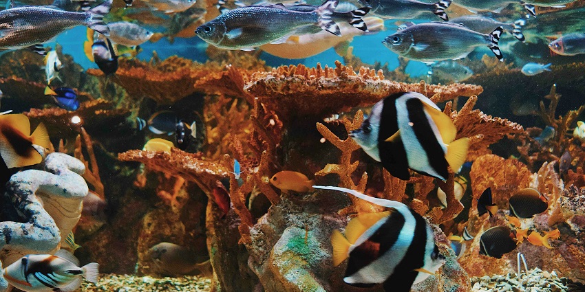 Assorted varieties of fish in the aquarium at Burj Al Arab Jumeirah, one of the iconic zoos in Dubai.
