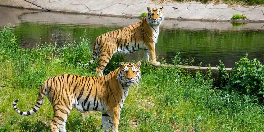 Two tigers are standing on green grass near a water body at Aralam Wildlife Sanctuary.
