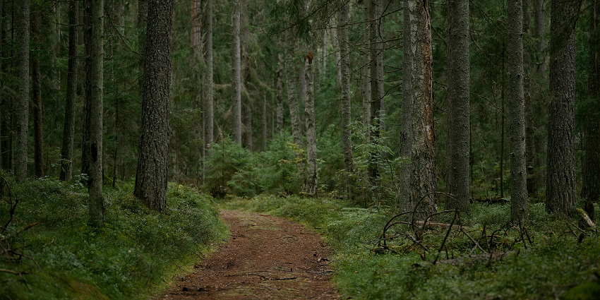 Walking trail at Bakhli Eco Tourism Nature Park, surrounded by tall trees, one of the popular parks in Himachal Pradesh.