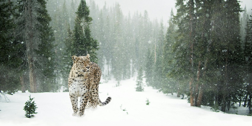 Snow leopard at Baltal–Drass Wildlife Sanctuary, one of the top national parks in Ladakh.
