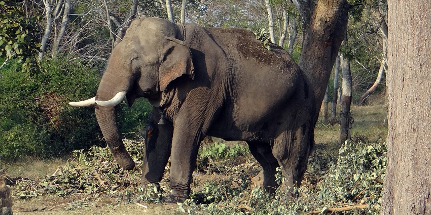 An elephant walking through Bandipur, one of the major national parks in Karnataka.

