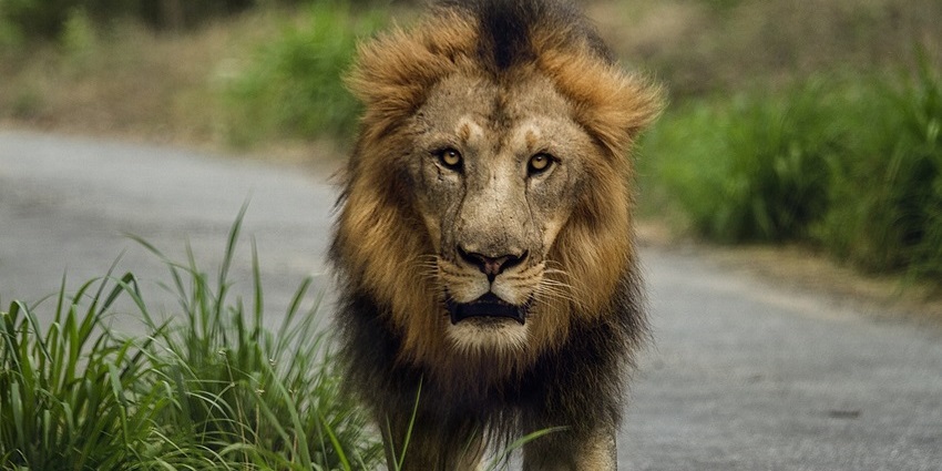 A lion with a thick brown mane walks directly toward the camera on a paved path.