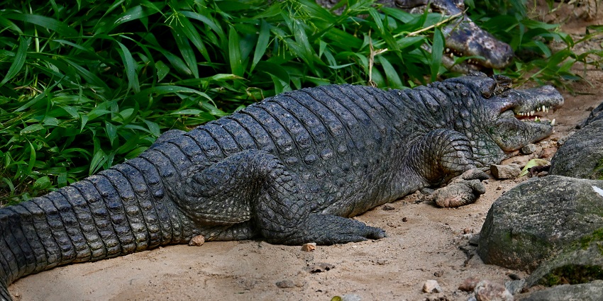 A large alligator basking near water at Bannerghatta, one of the national parks in Karnataka.
