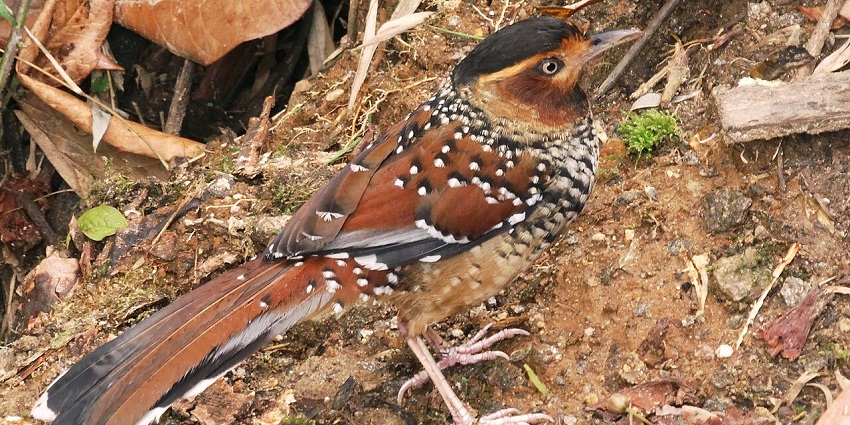 A Spotted Laughingthrush at the Barsey Rhododendron Sanctuary, West Sikkim.
