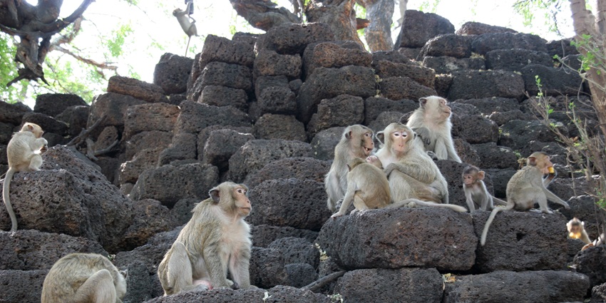 Multiple small monkeys are sitting on the uniquely formed rocks and green trees in the back.