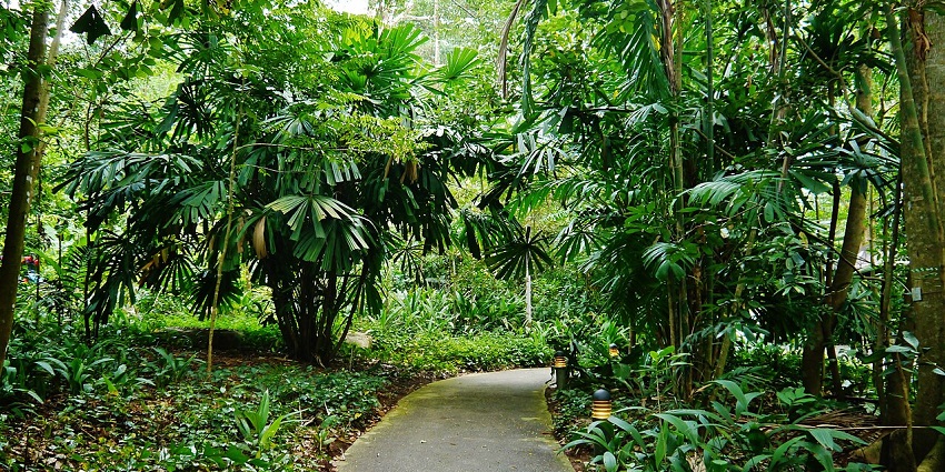 Walking pathway in Bukit Timah Nature Reserve in Singapore, surrounded by dense greenery.
