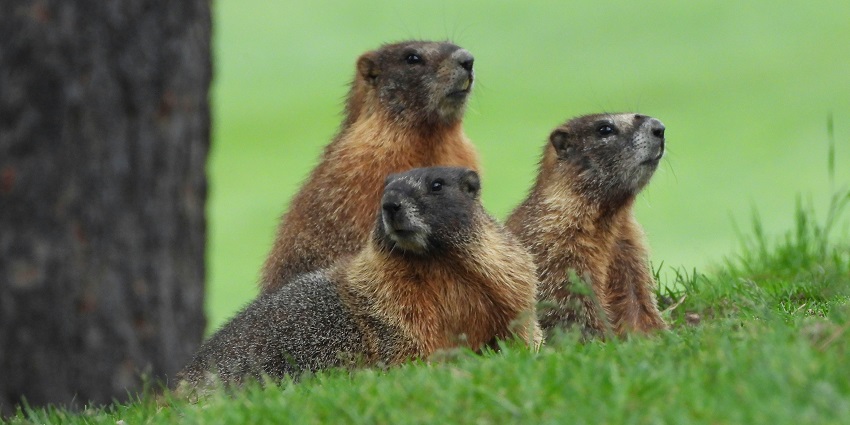 Himalayan marmots resting on rocky terrain in a high-altitude grassland setting.
