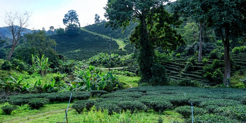 Green trail through tea plantation in Chiang Rai during trekking in Thailand.