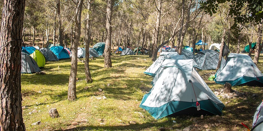 A densely populated campsite with many tents of various colours scattered among tall, thin trees in a forest.