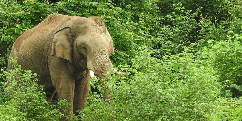 An elephant with small tusks stands in a dense thicket of green bushes and leafy trees, one of the top national parks in Kerala.
