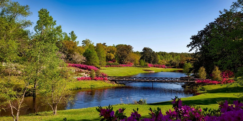 Green tree beside a water body with colorful flowers during daytime at Coach Park.
