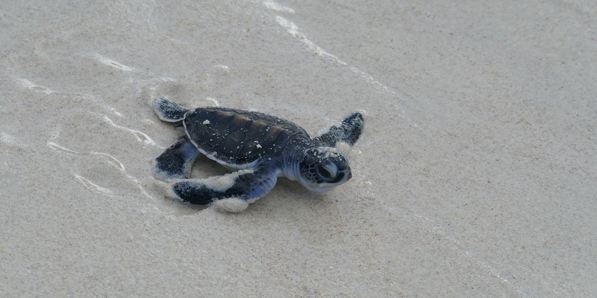 Sea turtle on sandy beach at Côn Đảo National Park during nesting season.
